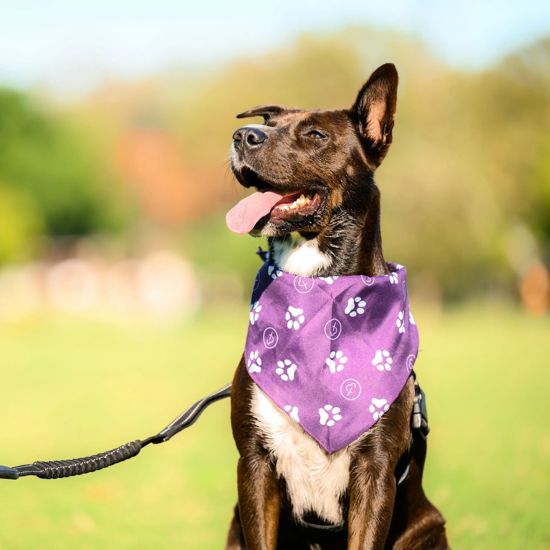 Pet Barkdana - Image 4