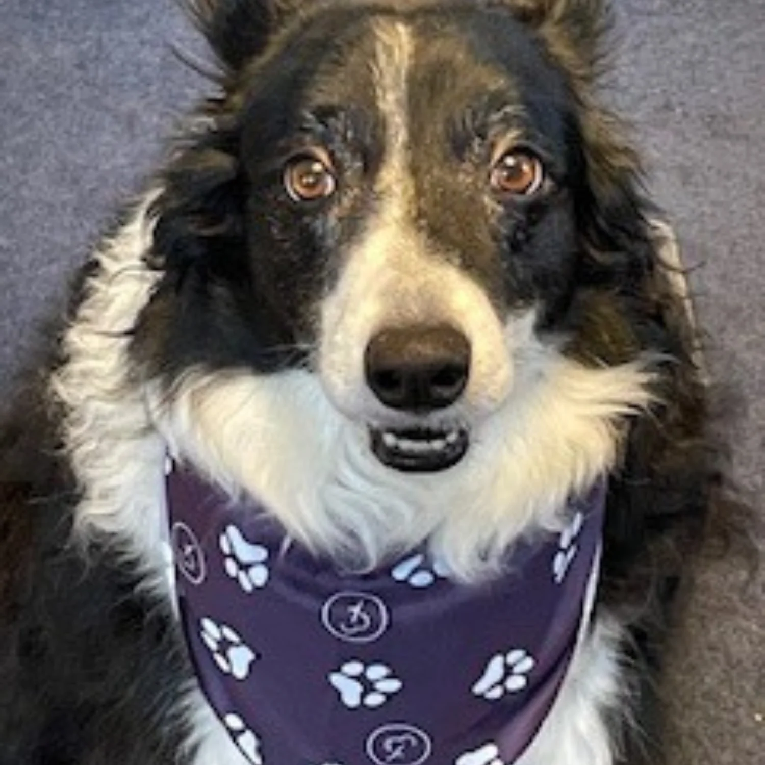 Pet Barkdana - Image 6