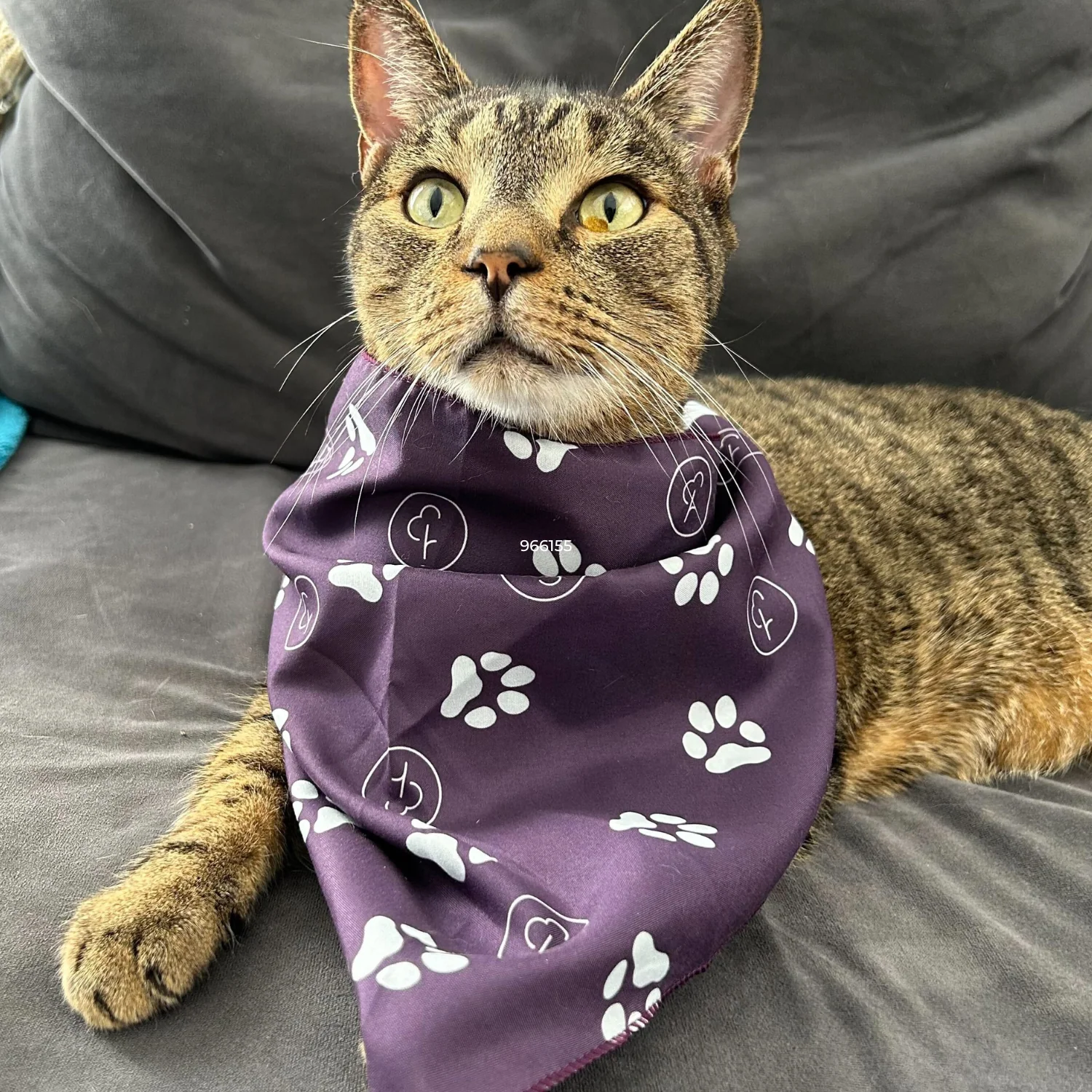 Pet Barkdana - Image 8